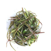 ADA 紫紅針葉柳 Hygrophila sp. 'Araguaia' IC034